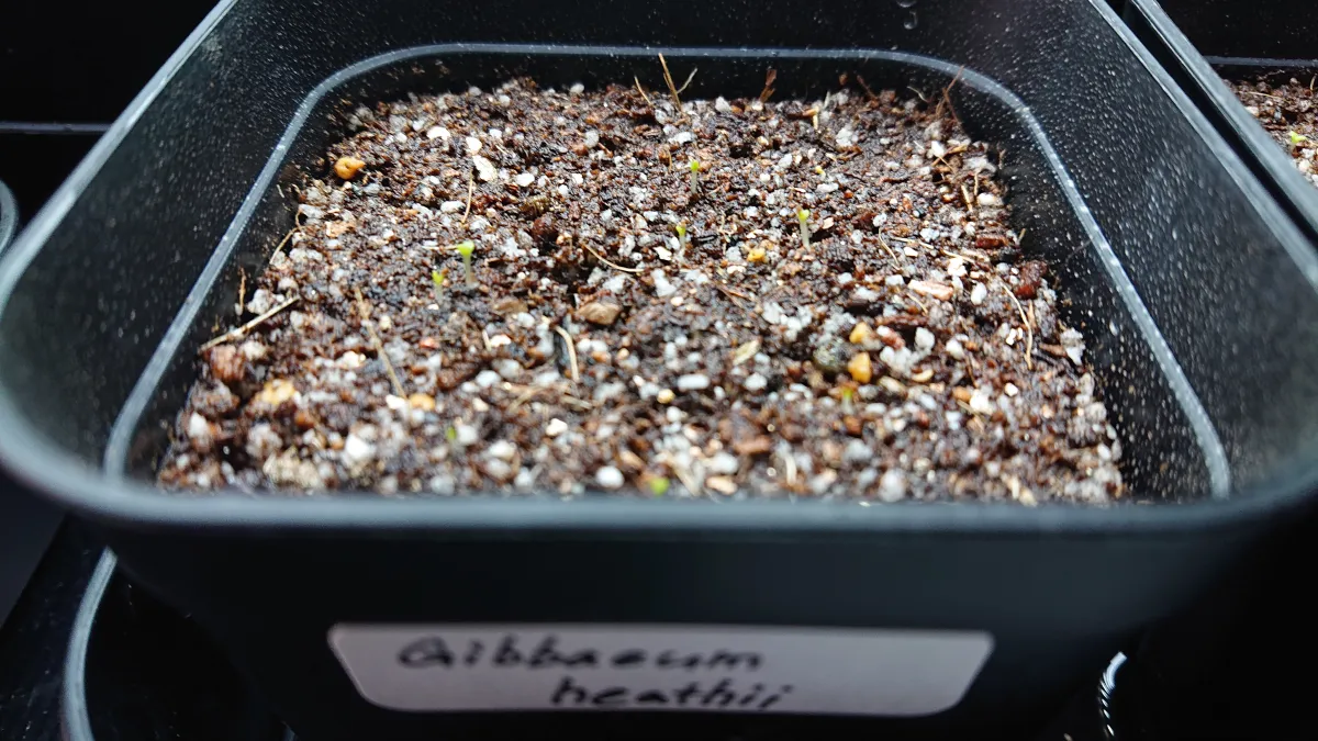 Gibbaeum heathii (ギバエウム 銀光玉)