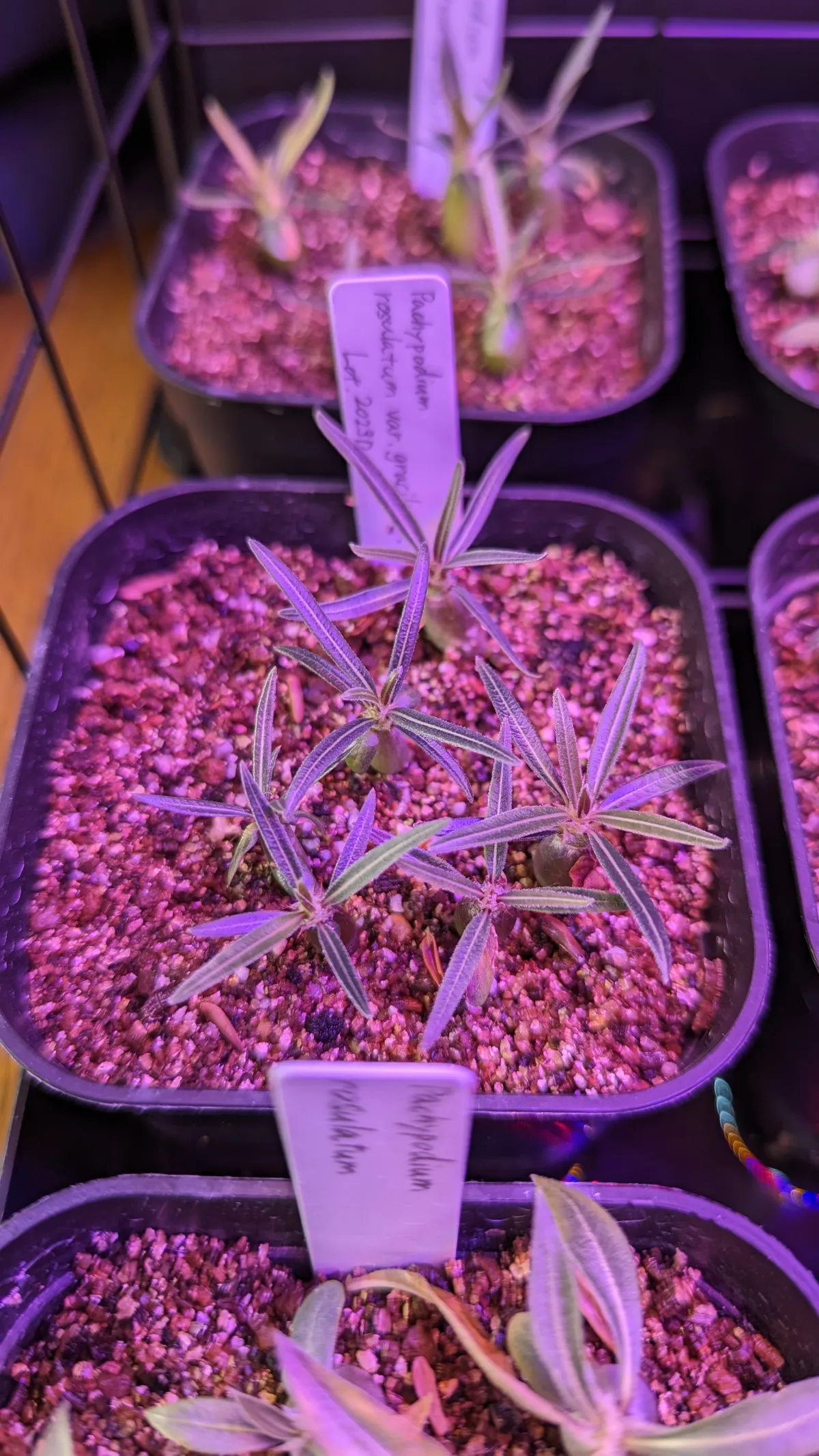 Pachypodium rosulatum var. gracilius (パキポディウム グラキリス)