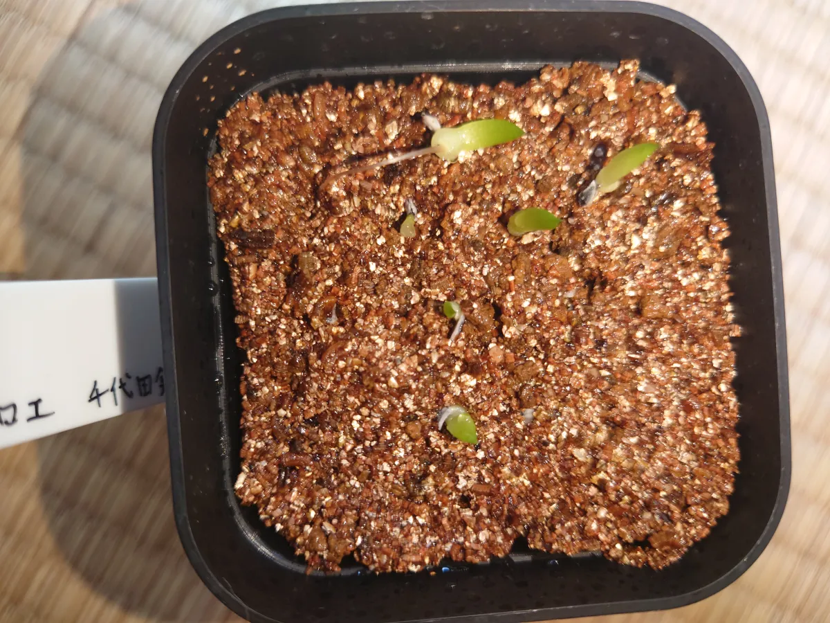 Aloe variegata Chiyoda Nishiki (アロエ 千代田錦)