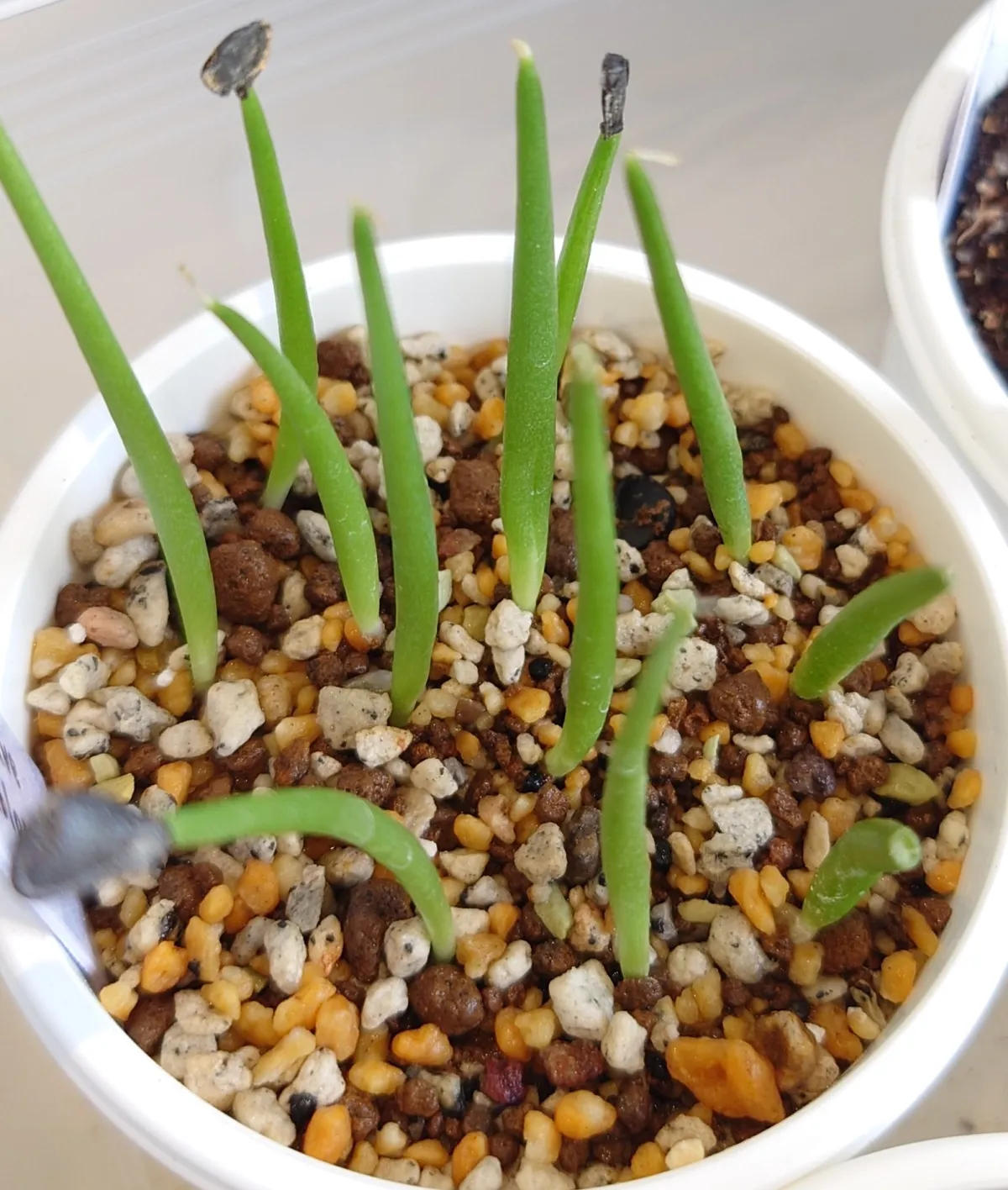 Agave colorata Mescal Ceniza (アガベ コロラータ)