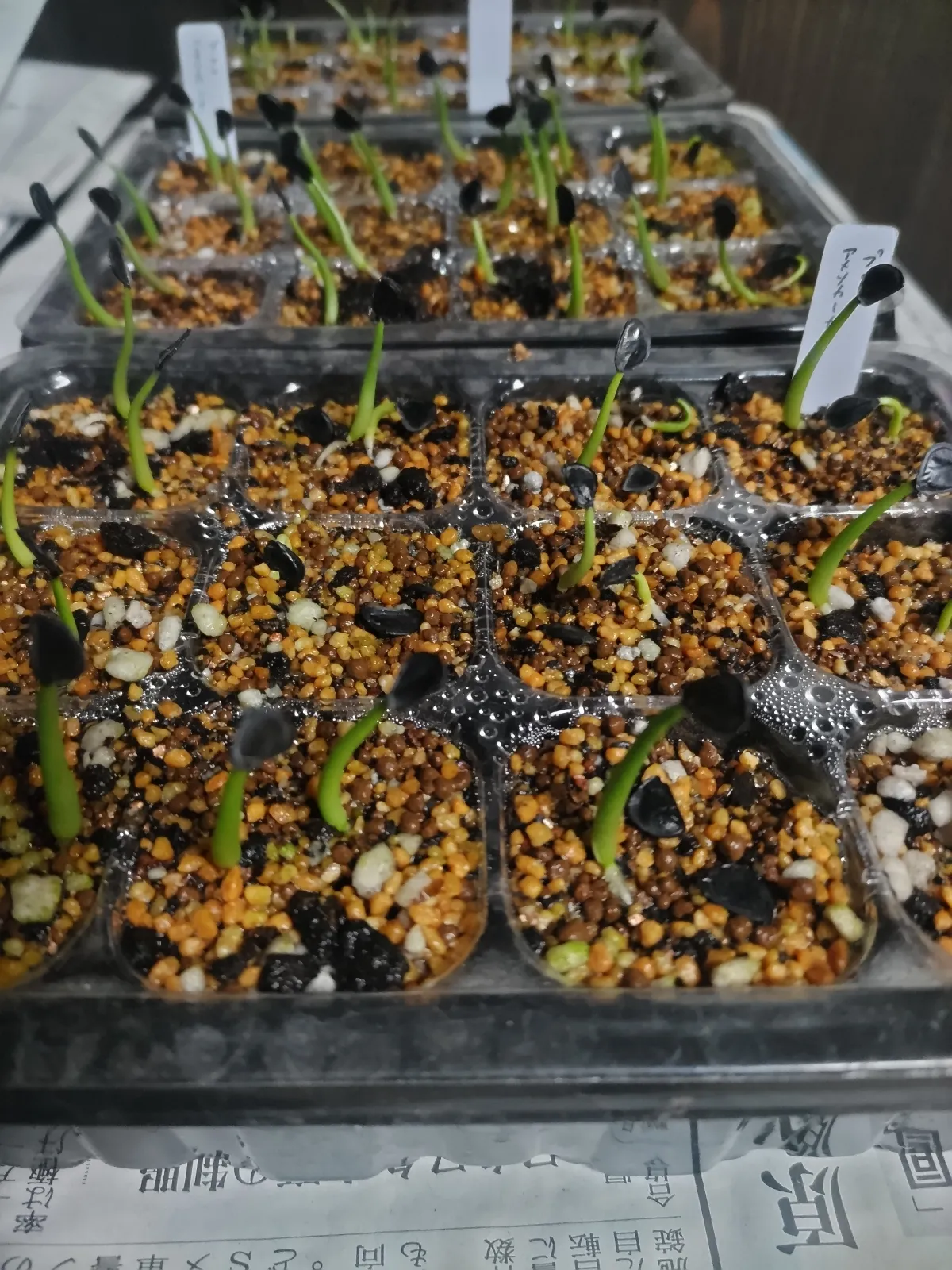 Agave americana ssp. protoamericana (アガベ プロトアメリカーナ)