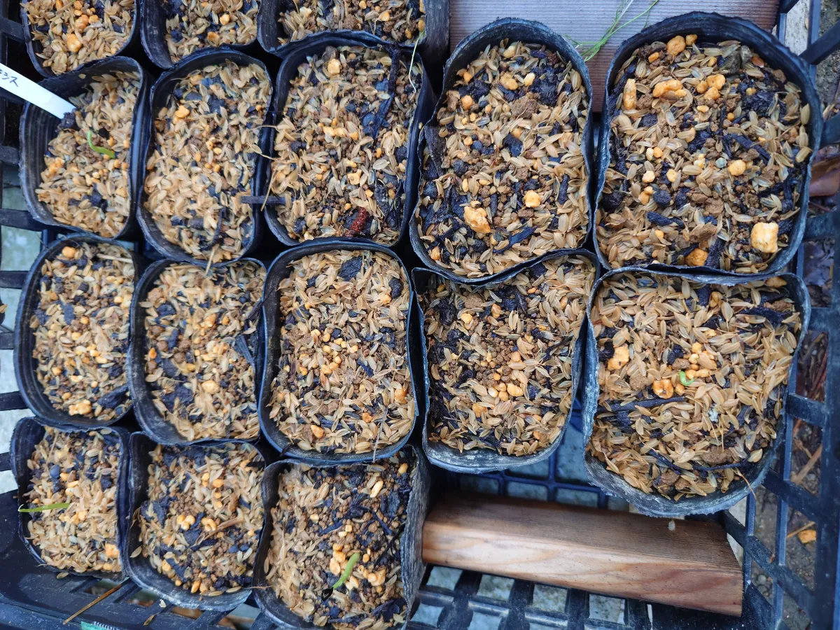 Agave gigantensis (アガベ ギガンテンシス)