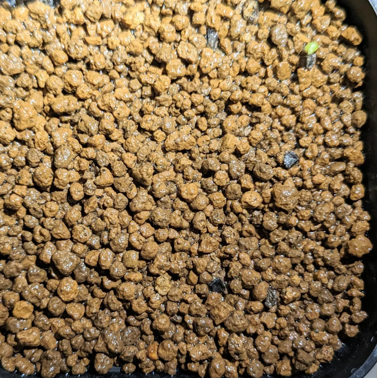 Aloidendron barberae (アロエ バーバラ イエッピイ)