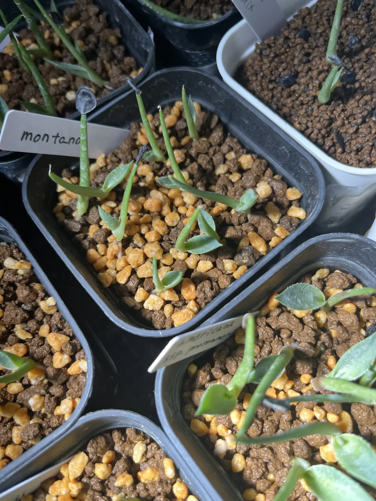 Agave montana (アガベ モンタナ)