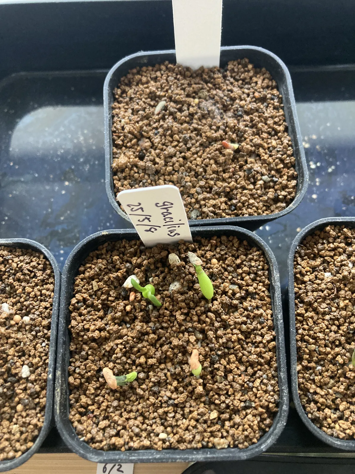 Pachypodium rosulatum var. gracilius (パキポディウム グラキリス)