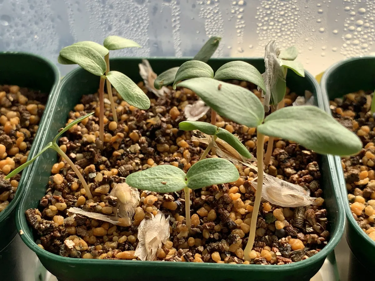 Fouquieria formosa (フォークイエリア フォルモサ)