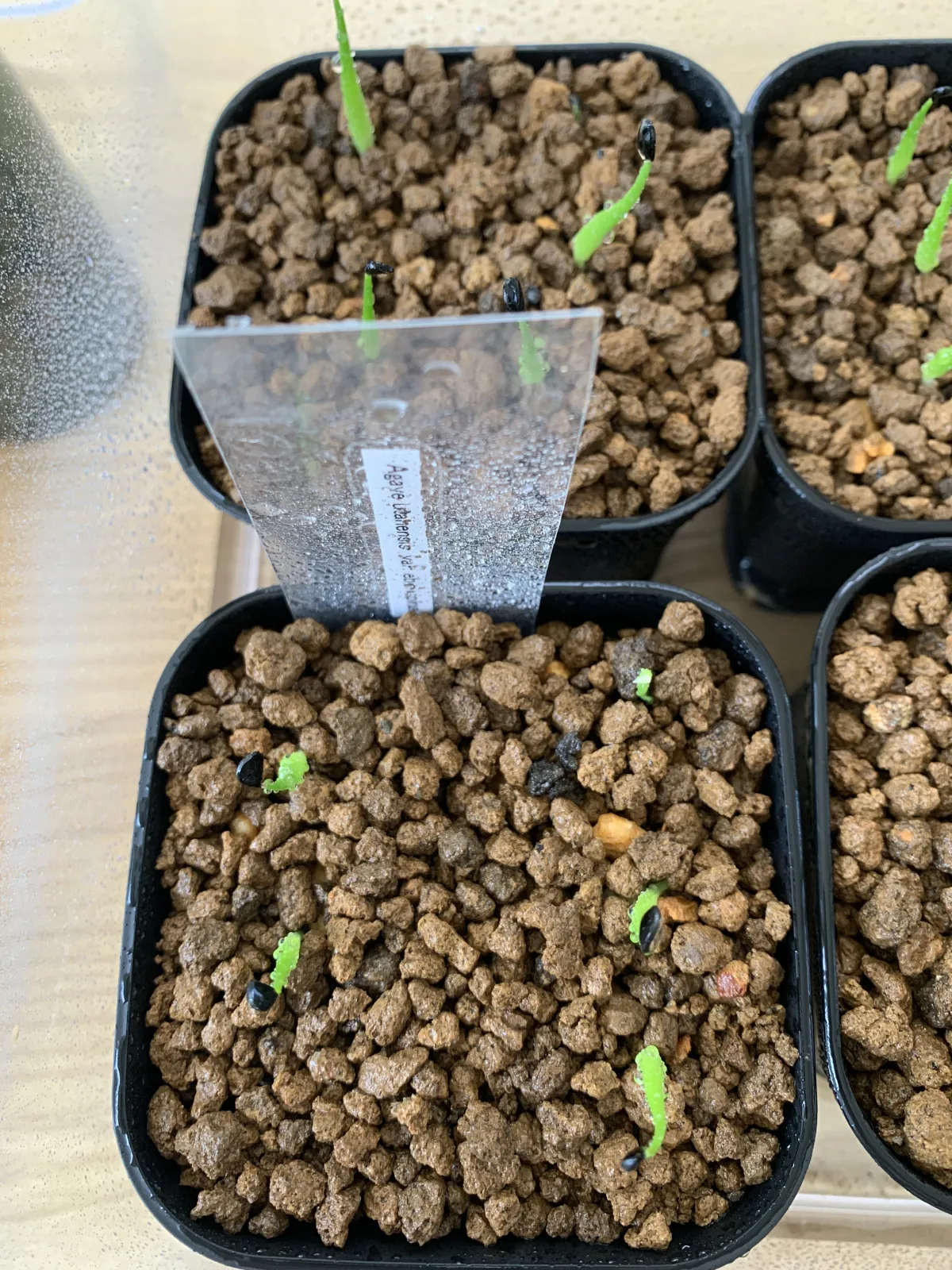 Agave utahensis var. eborispina (アガベ エボリスピナ)