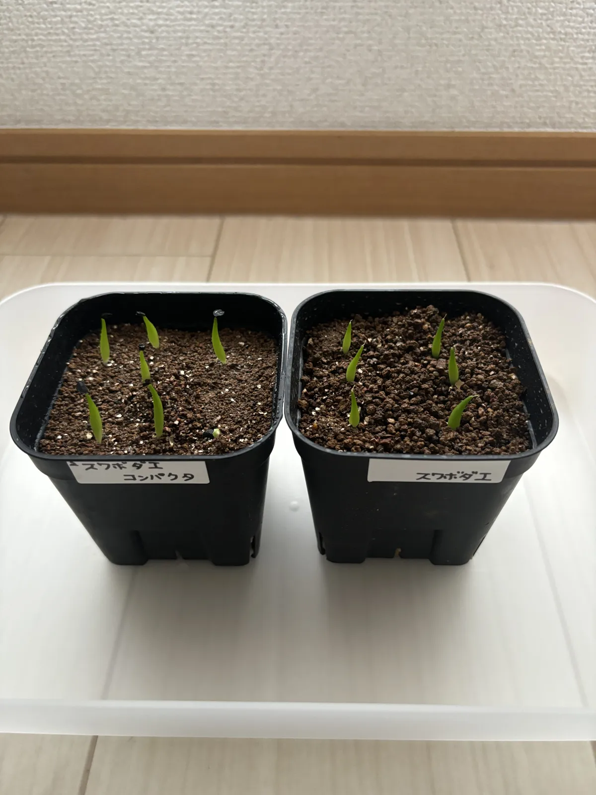 Agave victoriae-reginae ssp. swobodae 'Compacta' (アガベ スワボダエ コンパクタ‘’)