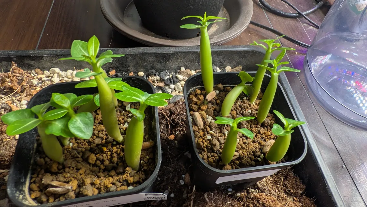 Adenium arabicum King Kong (アデニウム アラビカム キングコング)