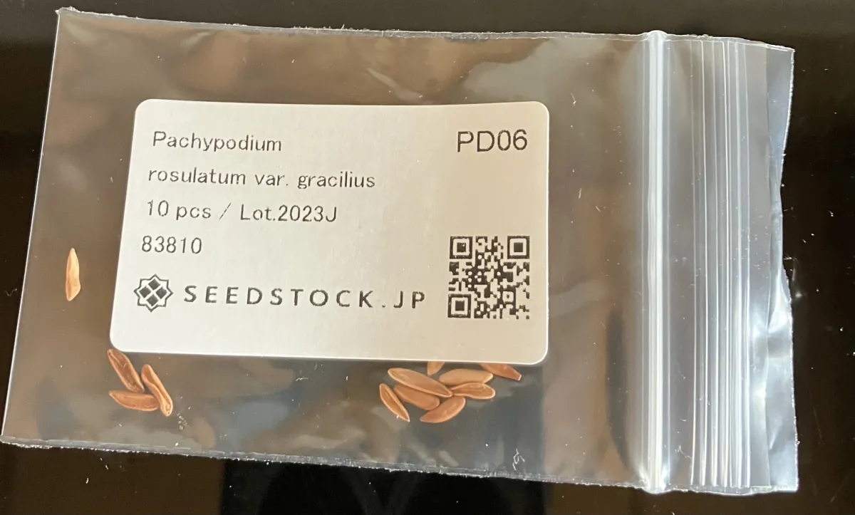 Pachypodium rosulatum var. gracilius (パキポディウム グラキリス)