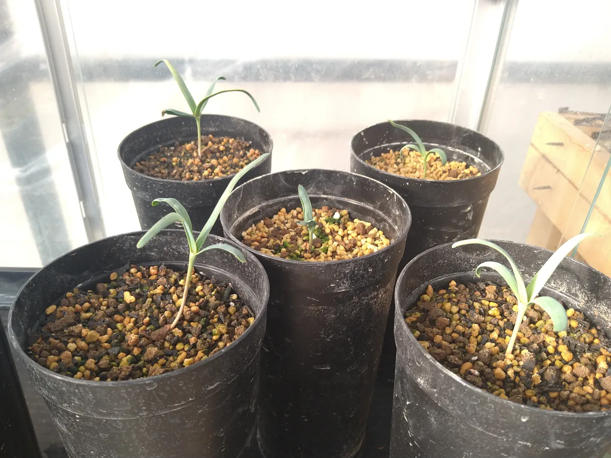 Welwitschia mirabilis (ウェルウィッチア ミラビリス 奇想天外)