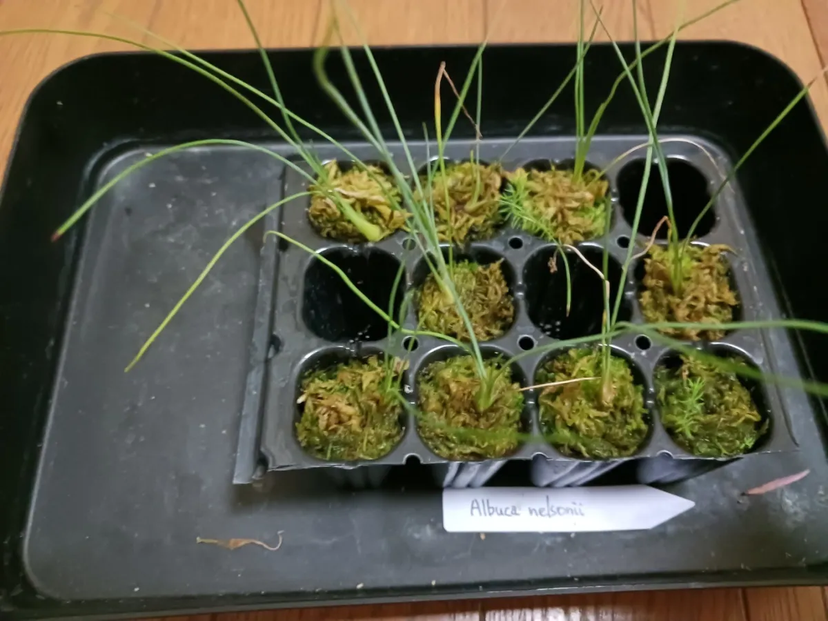 Albuca nelsonii (アルブカ ネルソニー)