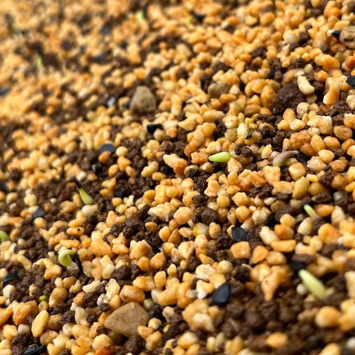 Agave titanota 'Blue' (アガベ チタノタブルー)