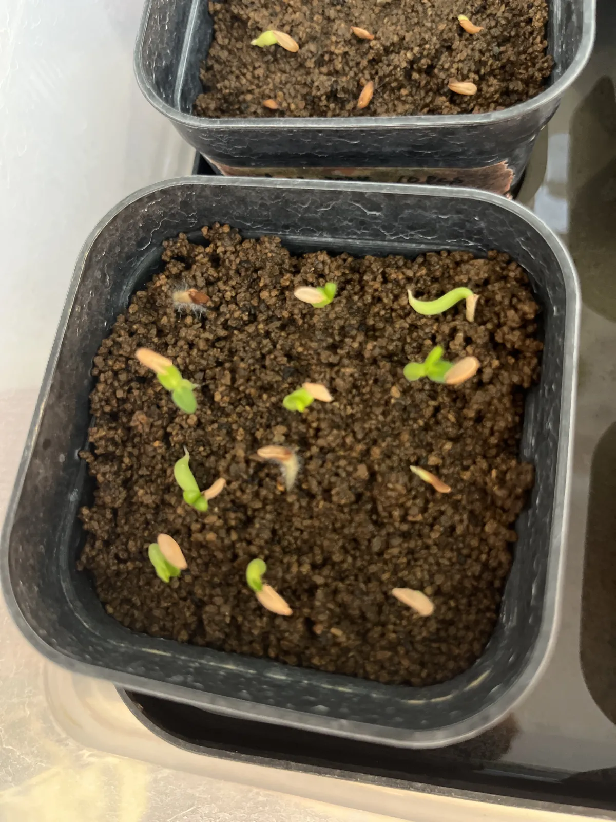 Pachypodium rosulatum (パキポディウム ロスラーツム)