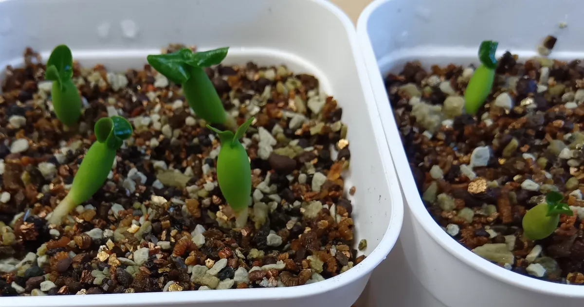 Adenium obesum Black Branches (アデニウムブラックブランチ DHA ブラックブランチ)