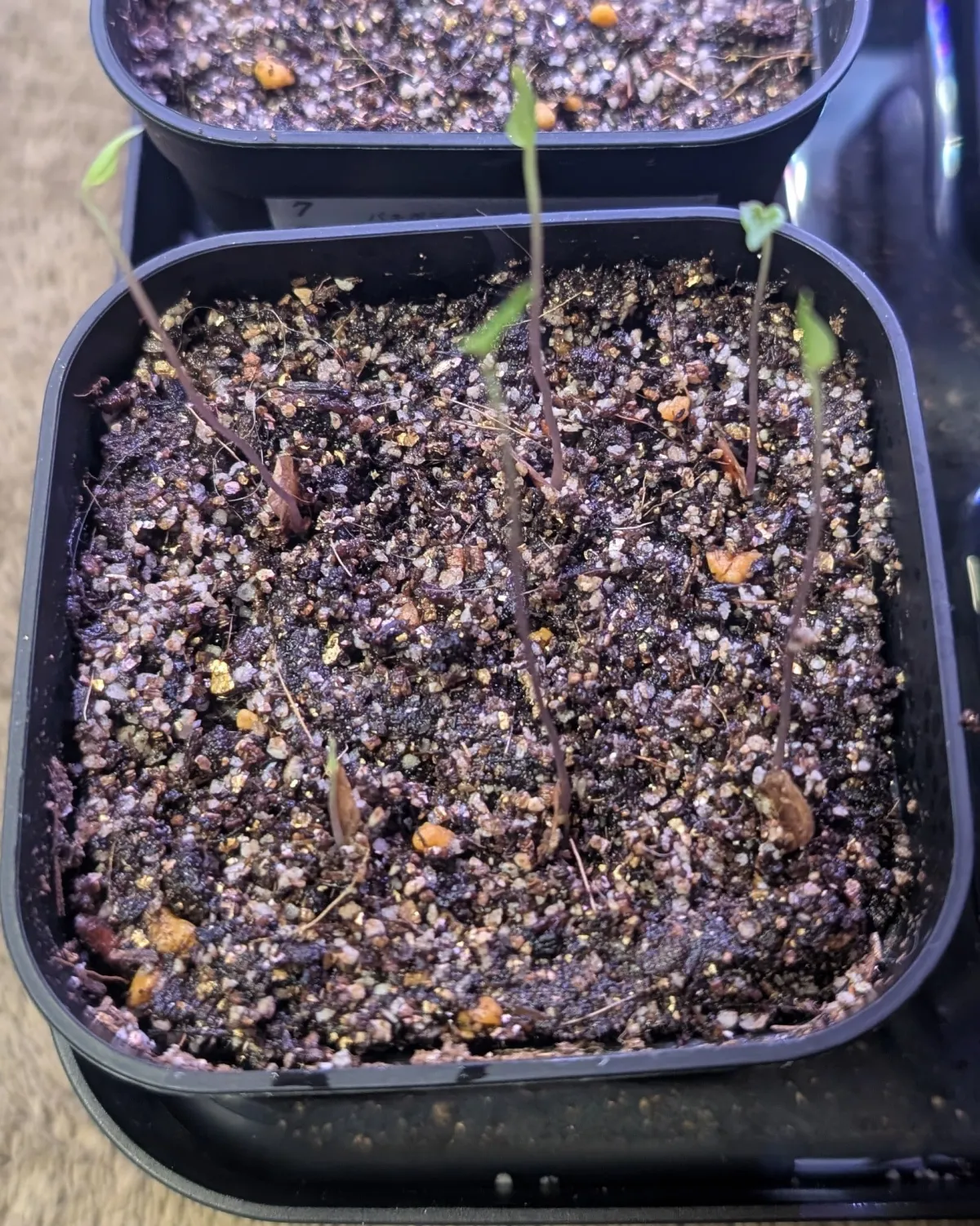 Dioscorea sylvatica (ディオスコレア シルバティカ)