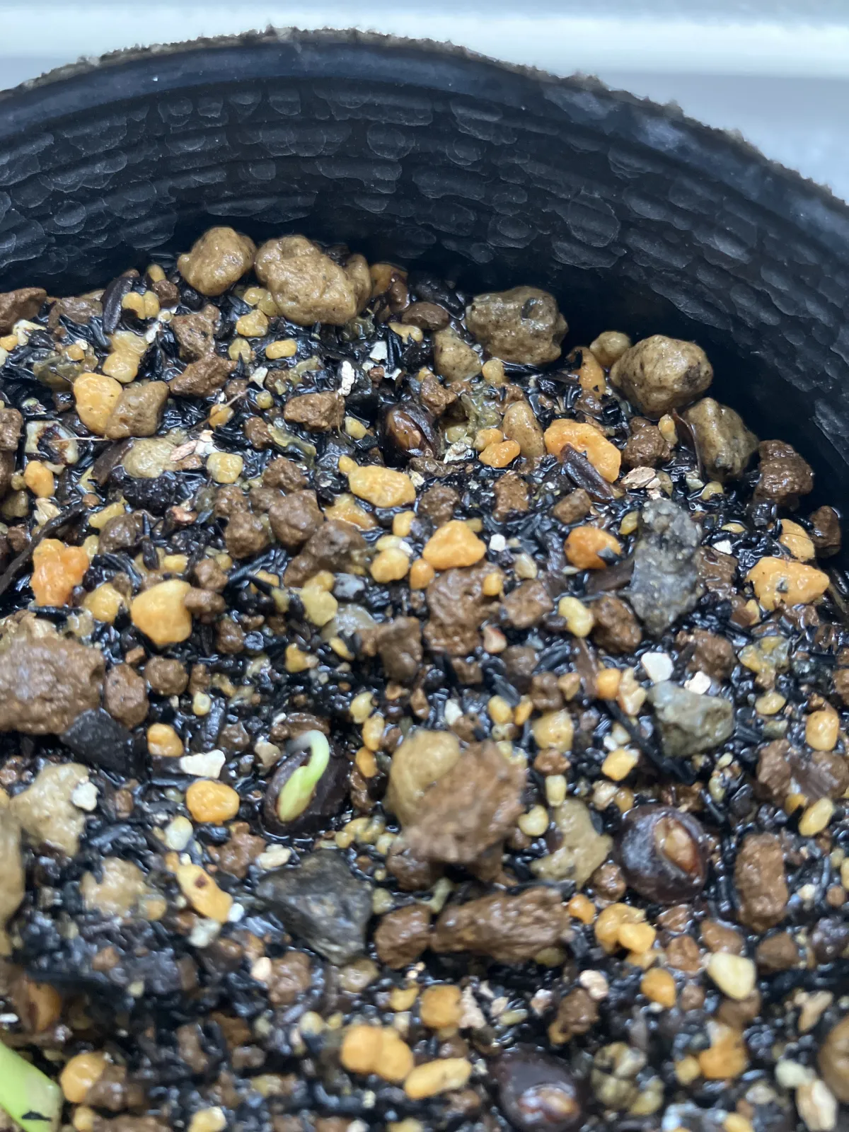 Operculicarya pachypus (オペルクリカリア パキプス)