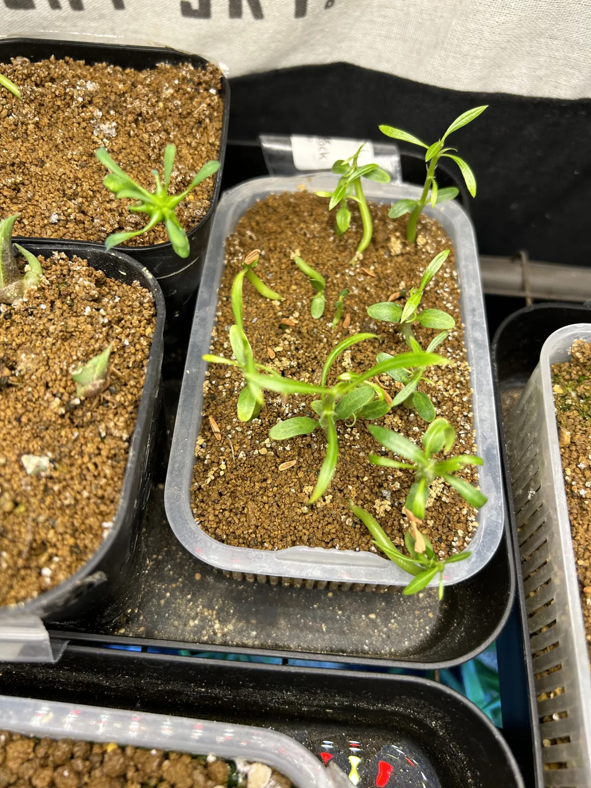 Pachypodium rosulatum (パキポディウム ロスラーツム)