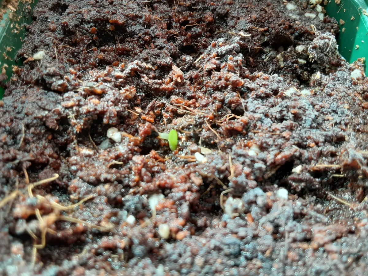 Aloe ferox (アロエ フェロックス)