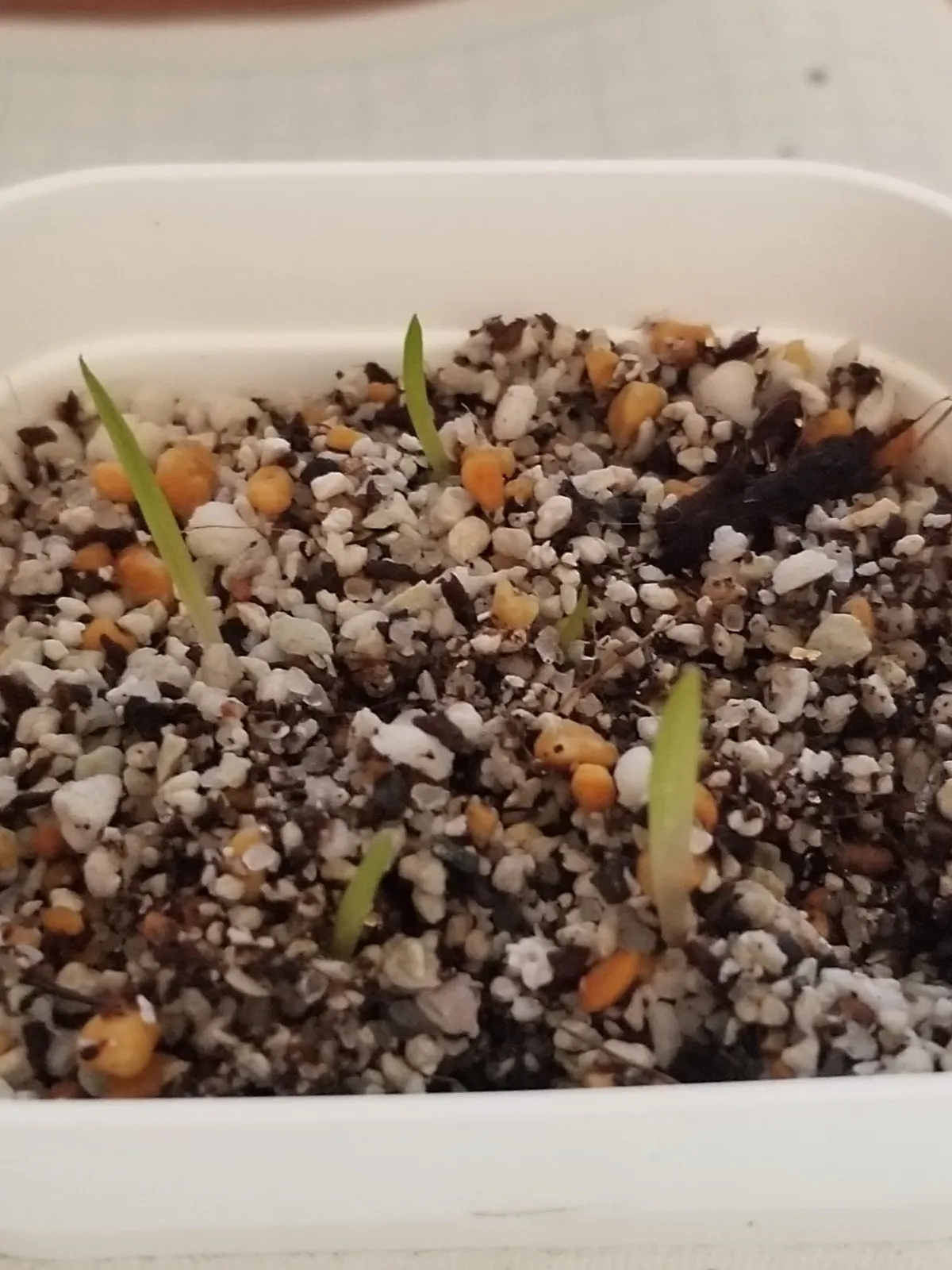 Agave gypsophila (アガベ ジプソフィラ)