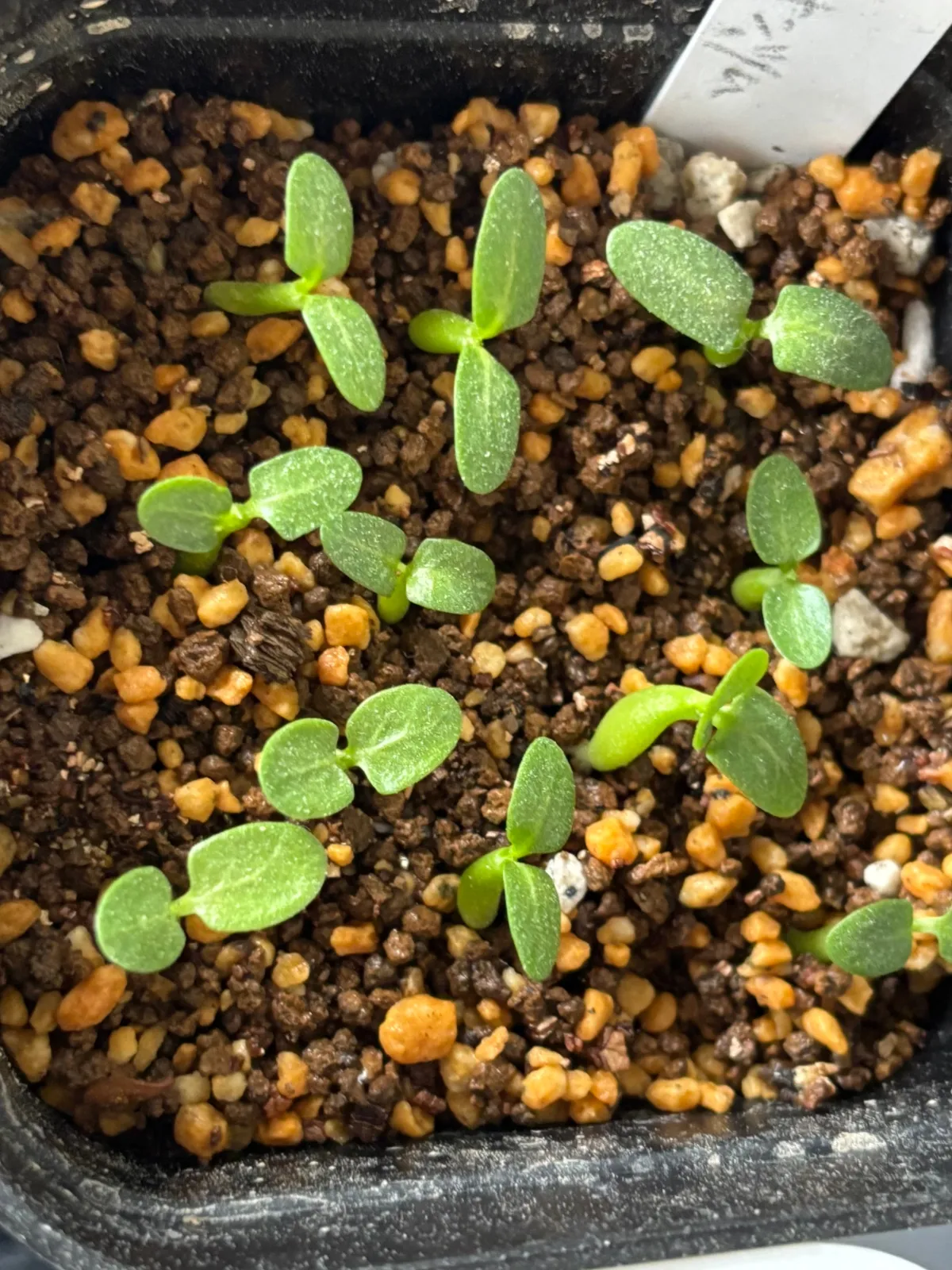Pachypodium brevicaule subsp. leucoxanthum (パキポディウム レウコキサンツム)