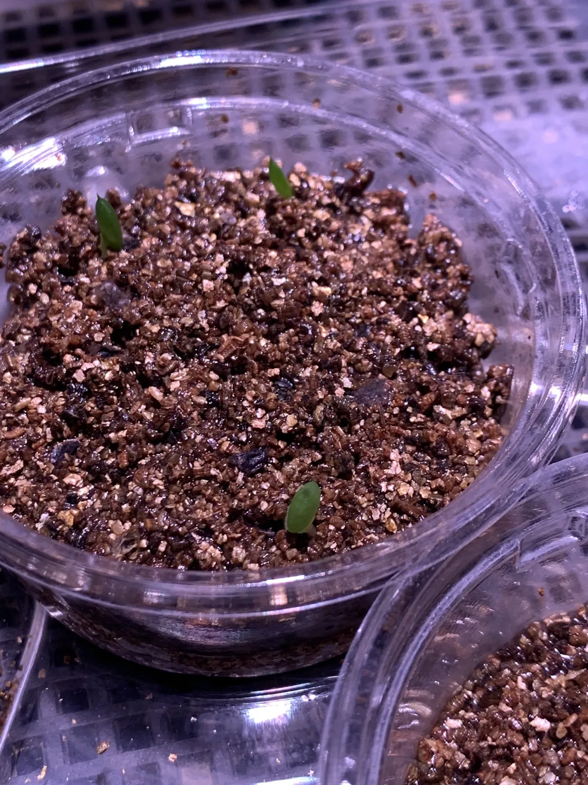 Aloe broomii (アロエ ブルーミー)