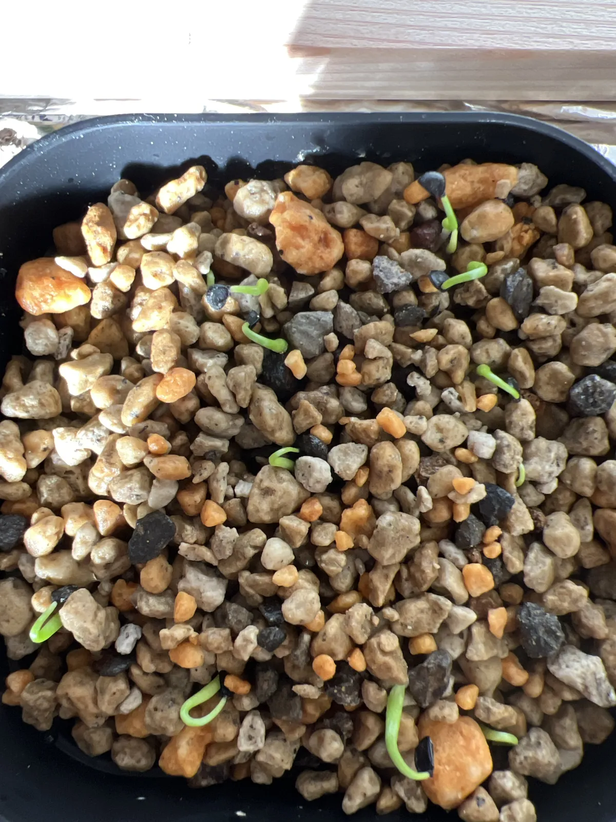 Agave utahensis ssp. utahensis 'Compacta' (アガベ ユタエンシスコンパクタ)