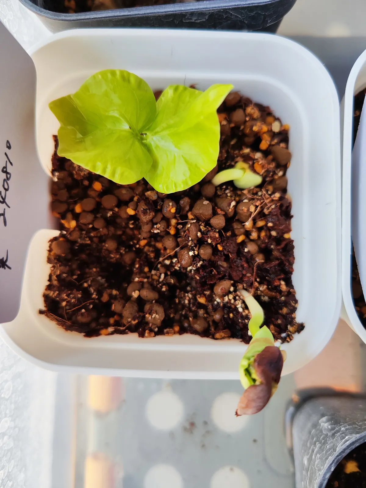 Pseudobombax ellipticum (セウドボンバックス エリプティカム ラブラム)