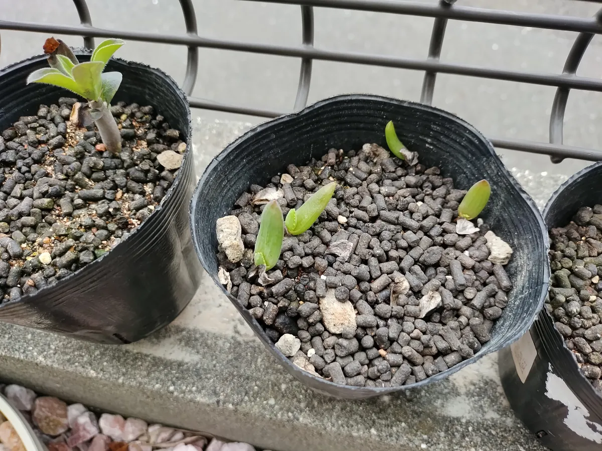 Aloe ramosissima (アロエ ラモシシマ)