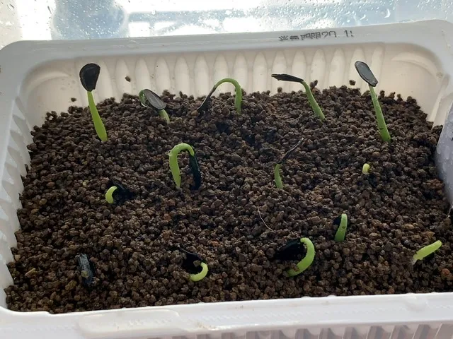 Agave salmiana var. ferox (アガベ フェロックス)