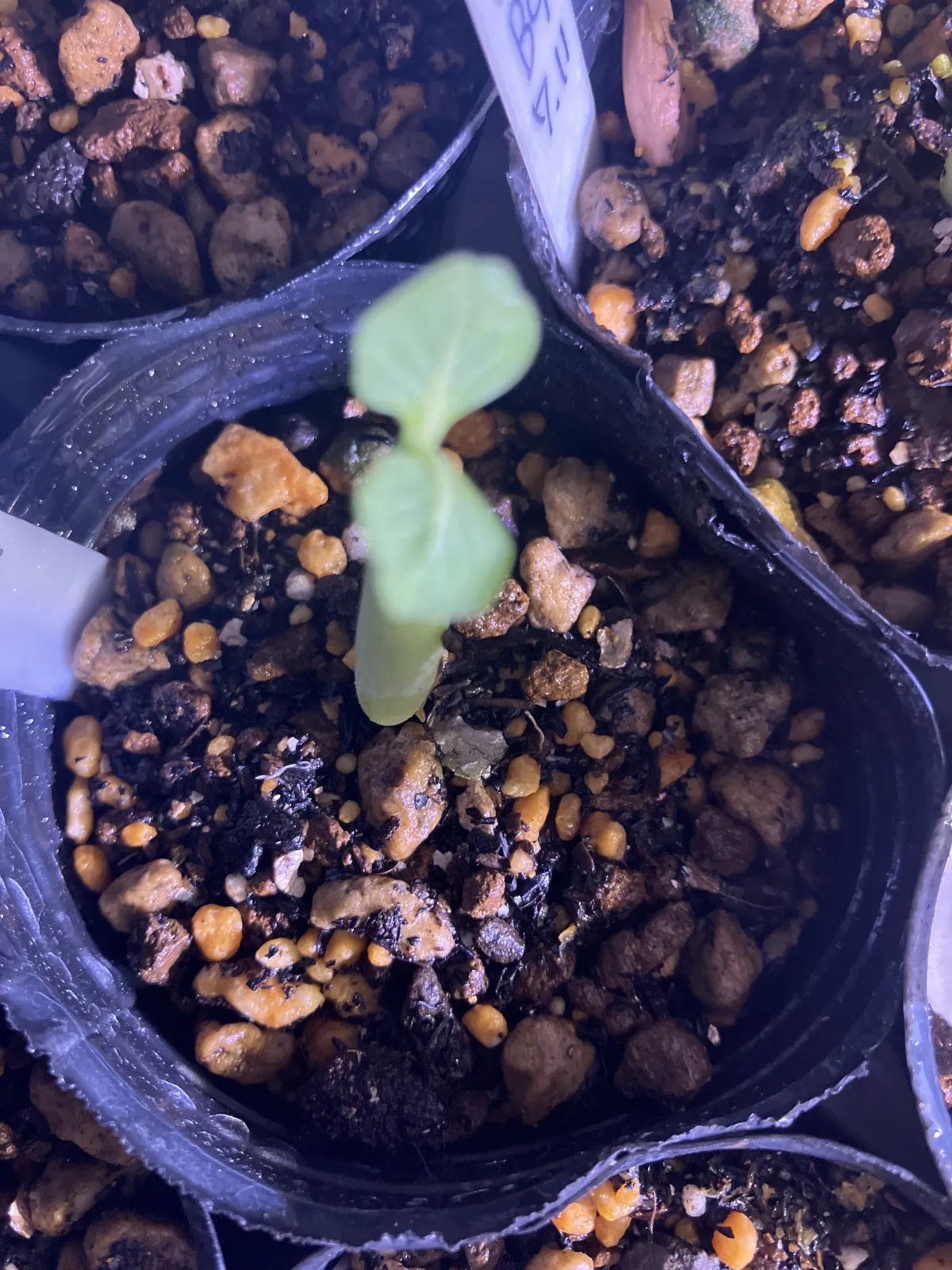 Adenium arabicum Black Giant (アデニウム アラビカム ブラックジャイアント)