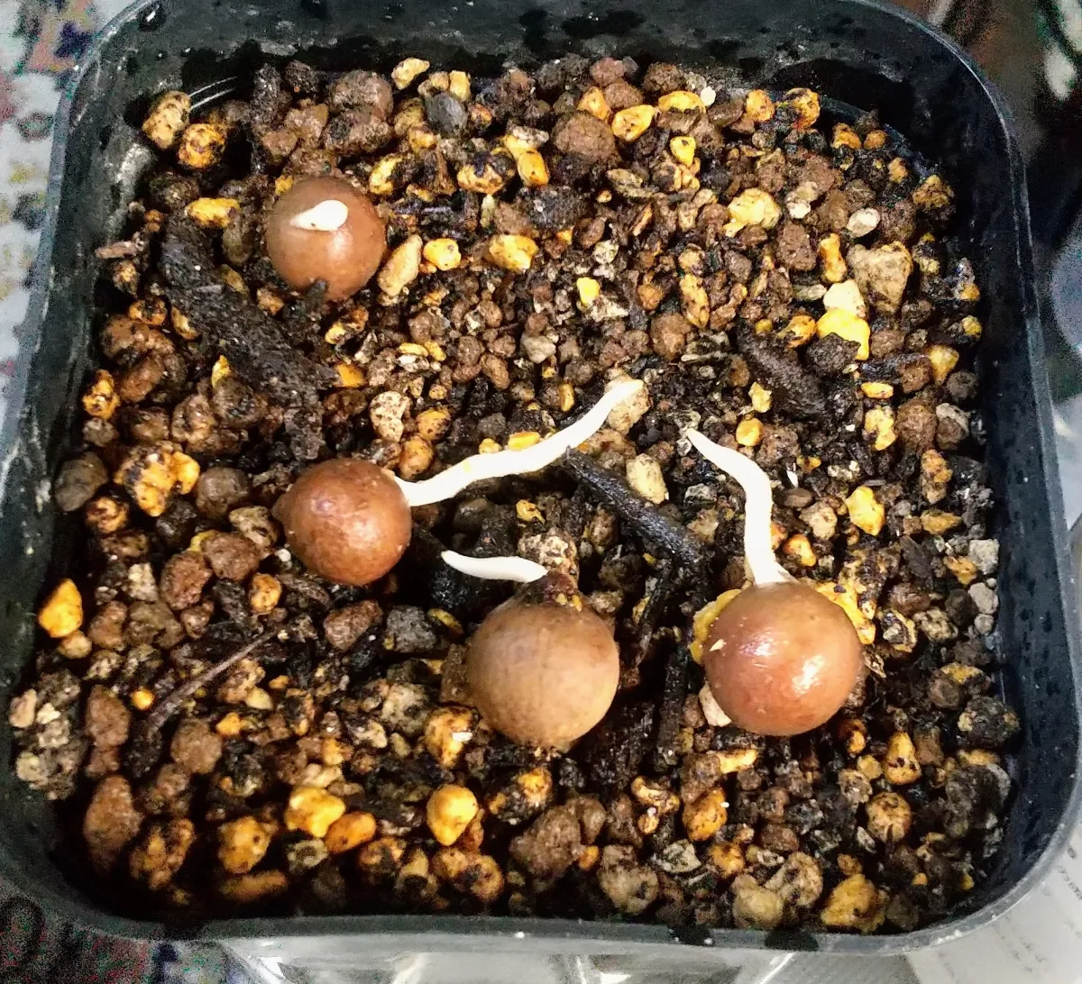 Copernicia hospita (コペルニキア ブルーヤレイパーム)