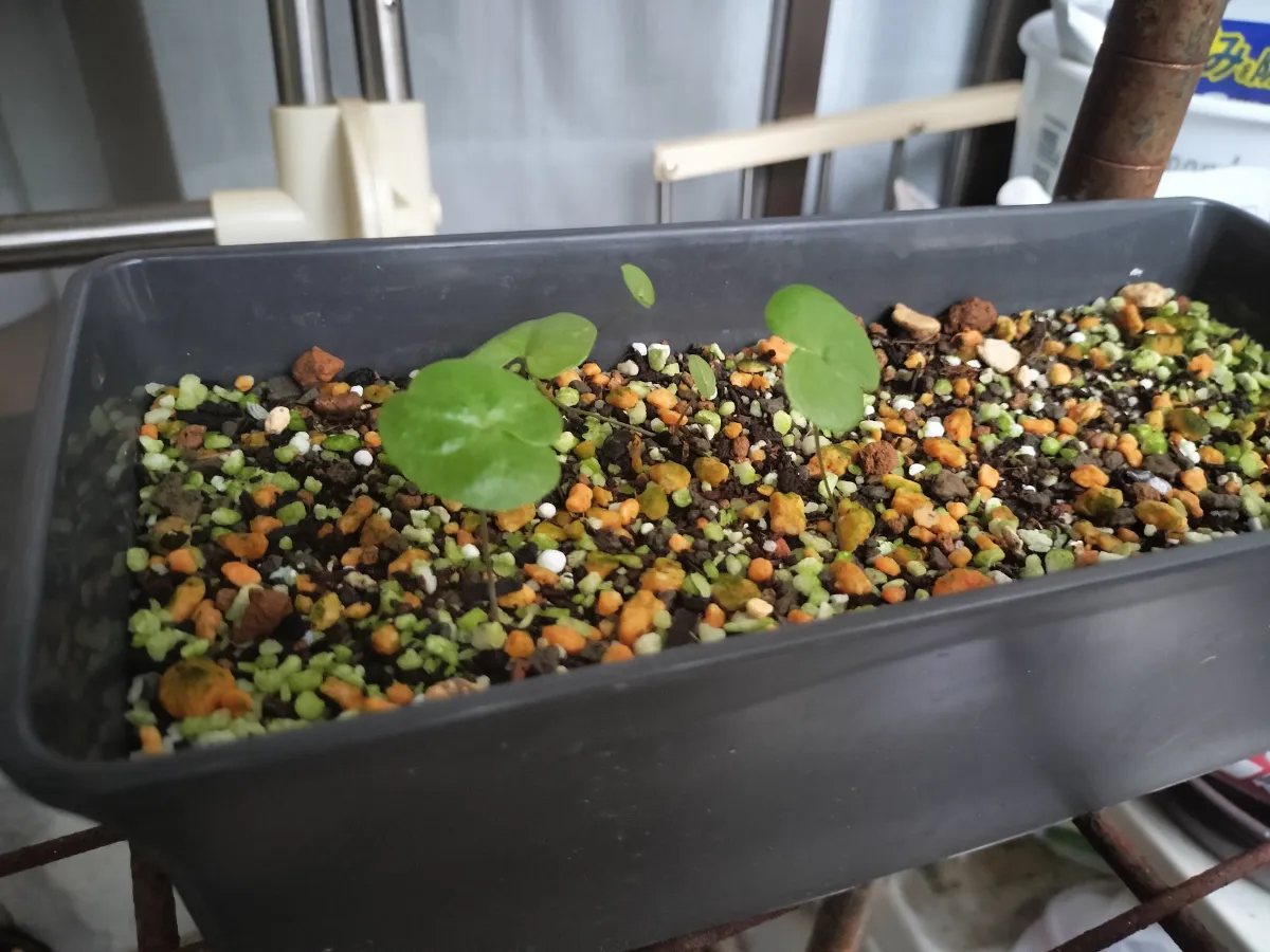 Dioscorea elephantipes (ディオスコレア エレファンティペス アフリカ亀甲竜)