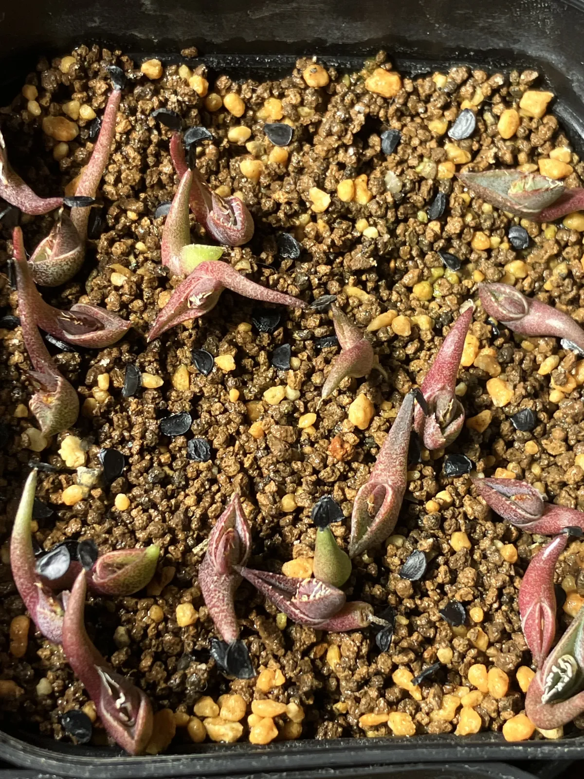 Agave oteroi (アガベ オテロイ)