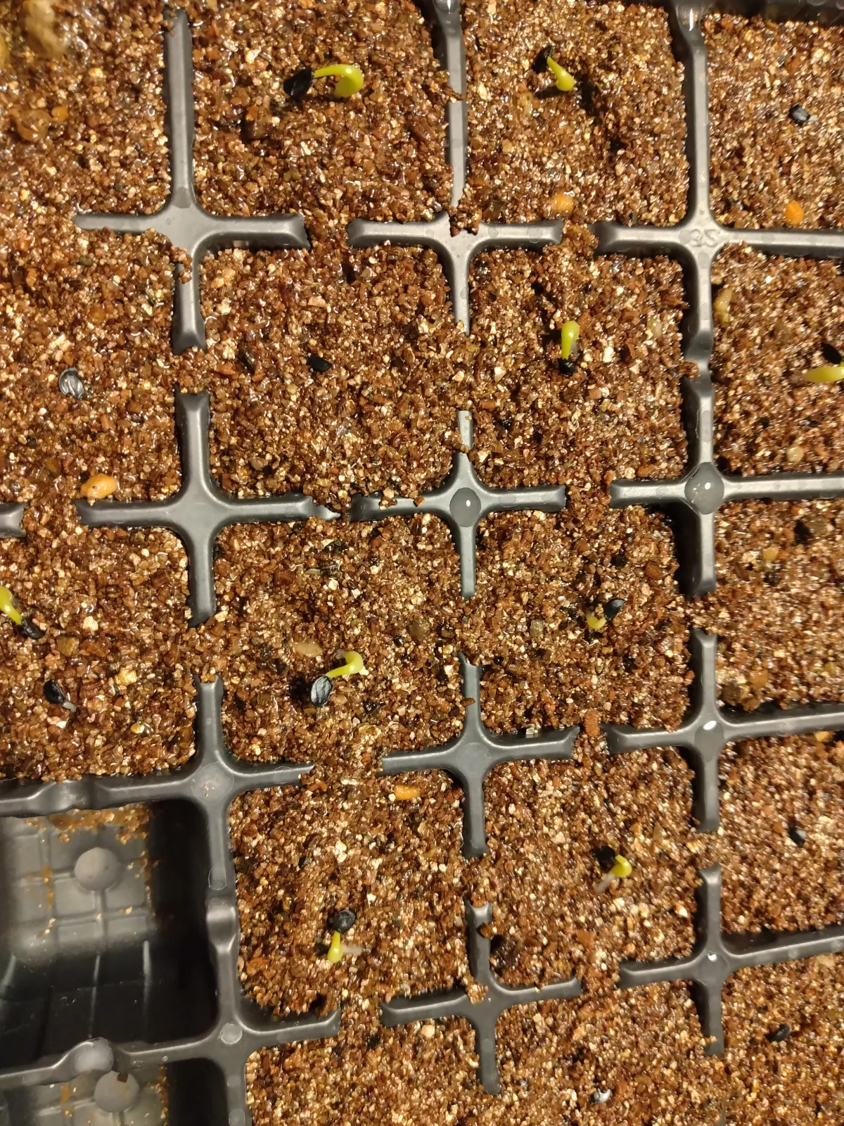 Agave titanota 'Blue' (アガベ チタノタブルー)