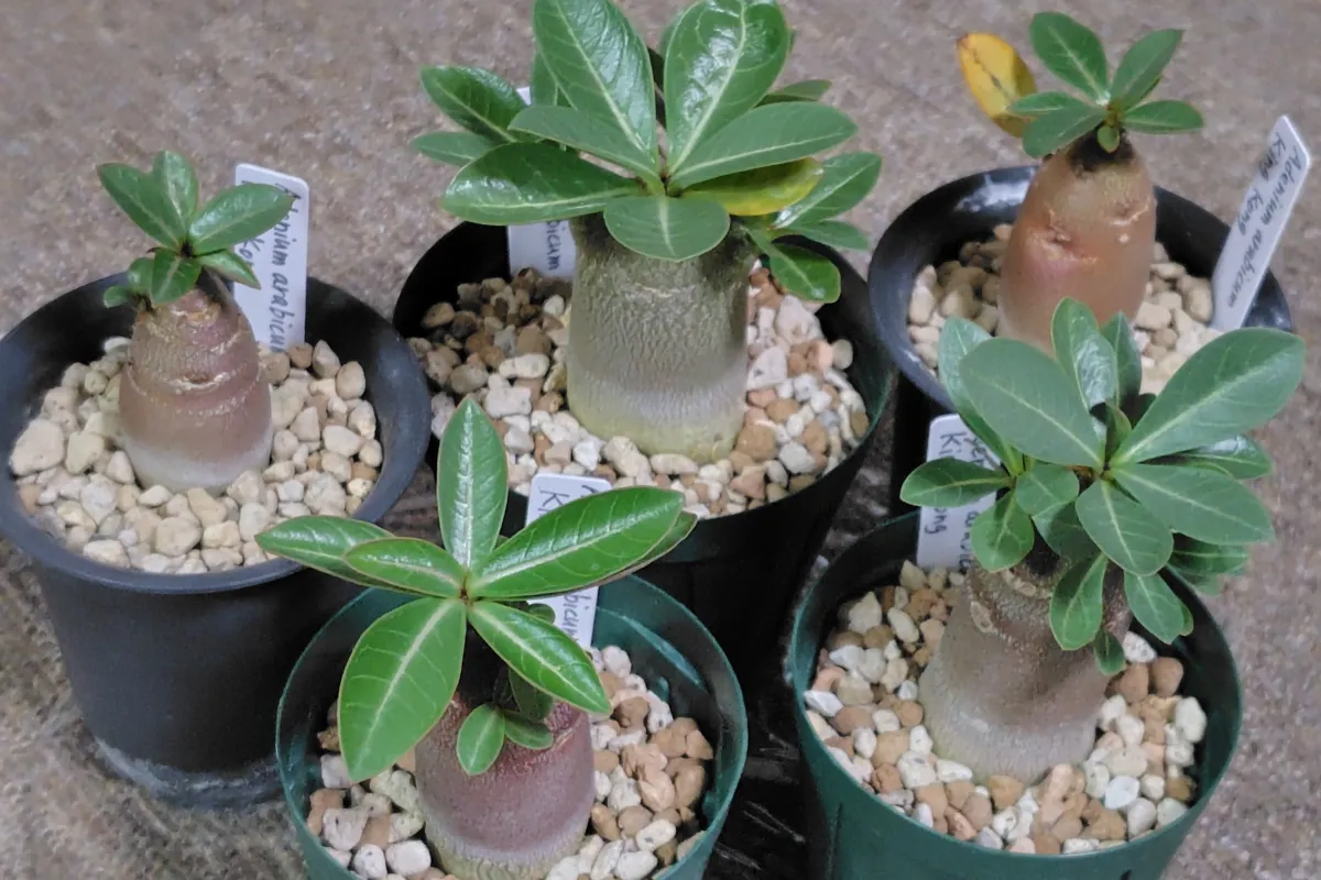 Adenium arabicum King Kong (アデニウム アラビカム キングコング)