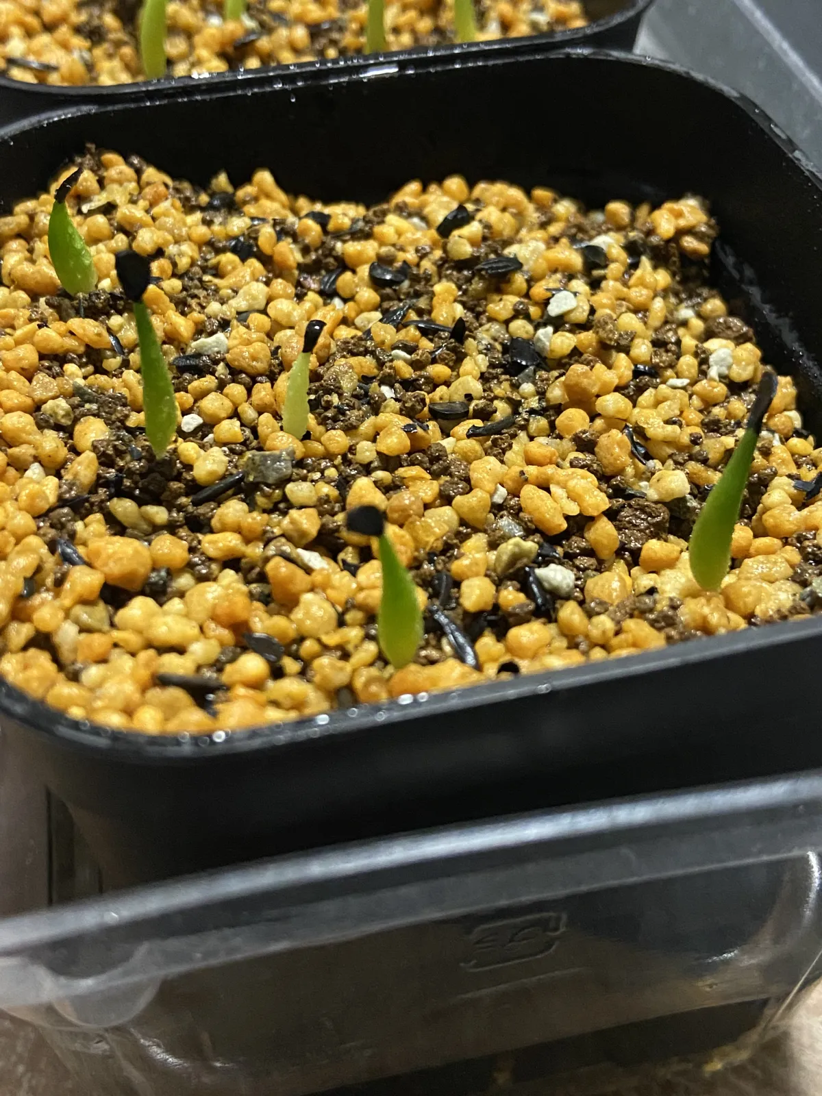 Agave oteroi (アガベ オテロイ)