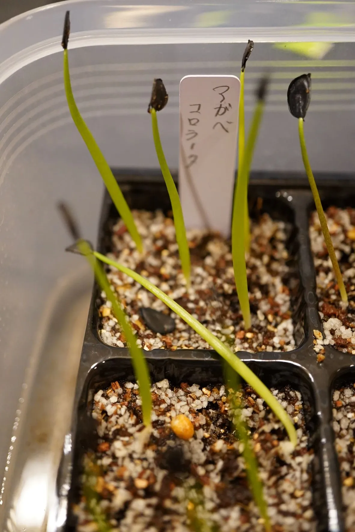 Agave colorata Mescal Ceniza (アガベ コロラータ)