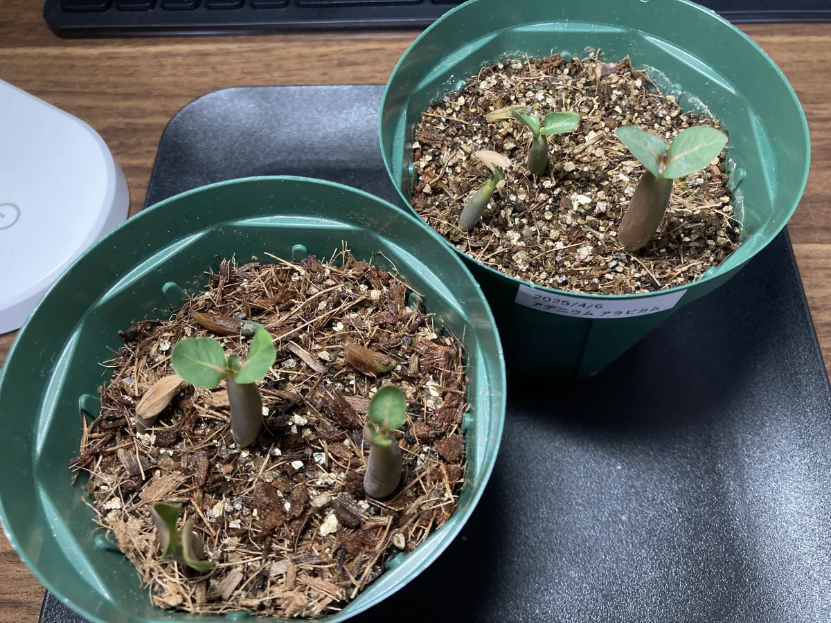 Adenium arabicum (アデニウム アラビカム)