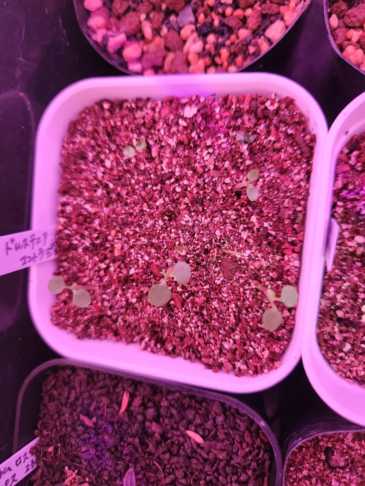 Dorstenia contrajerva (ドルステニア コントラエルバ)