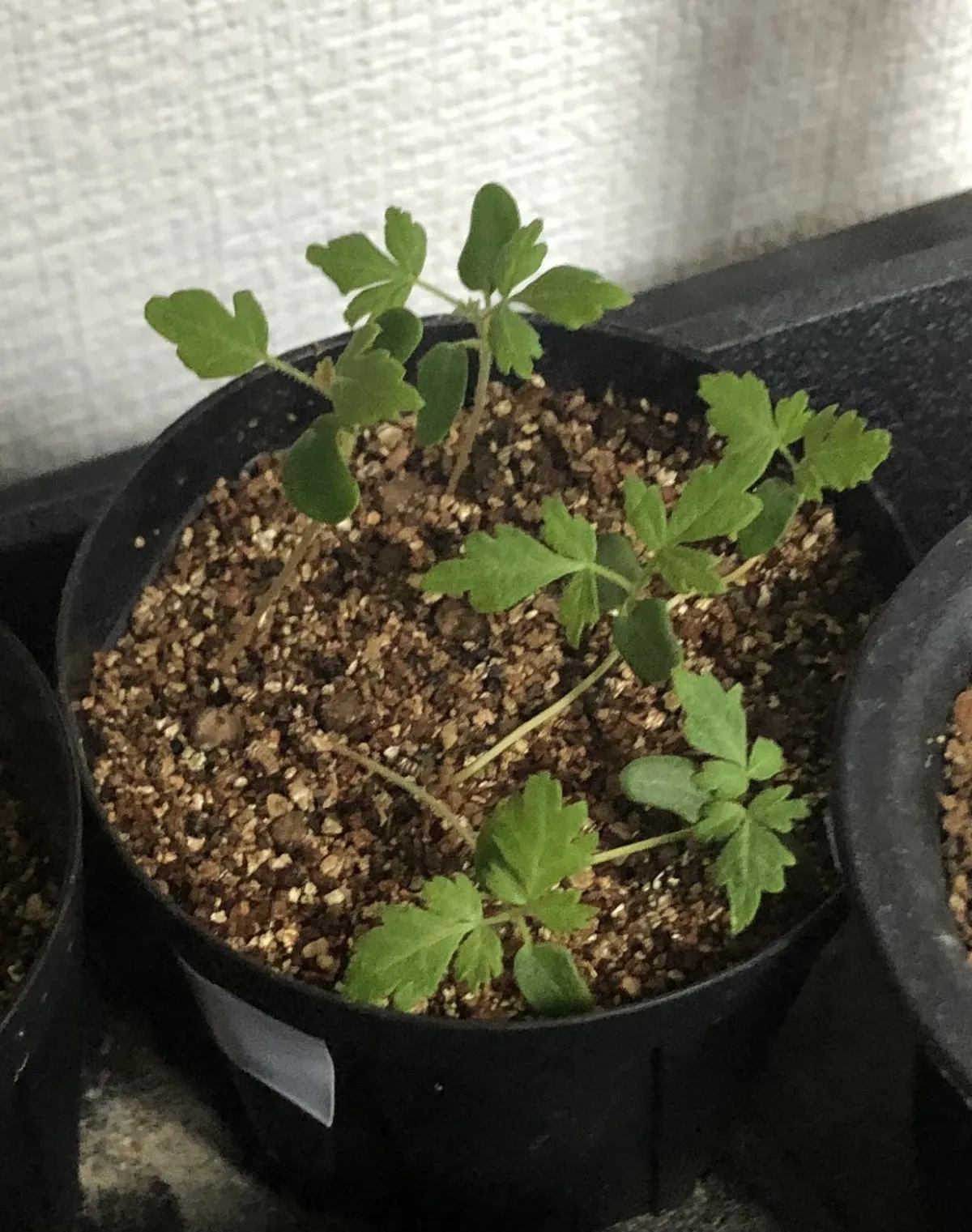 Pachycormus discolor var. veatchianus (パキコルムス ディスカラー ビーチアナス)