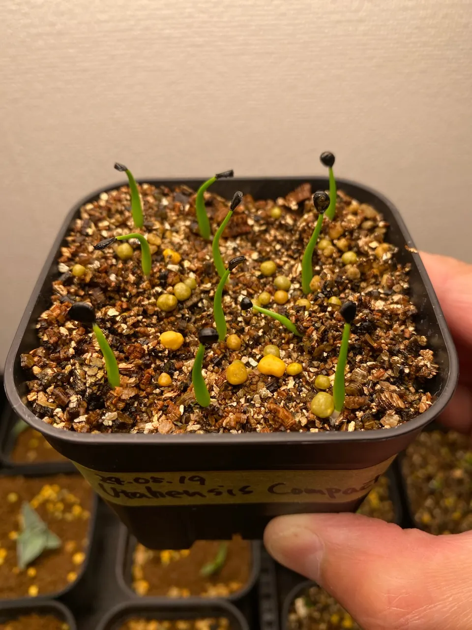 Agave utahensis ssp. utahensis 'Compacta' (アガベ ユタエンシスコンパクタ)