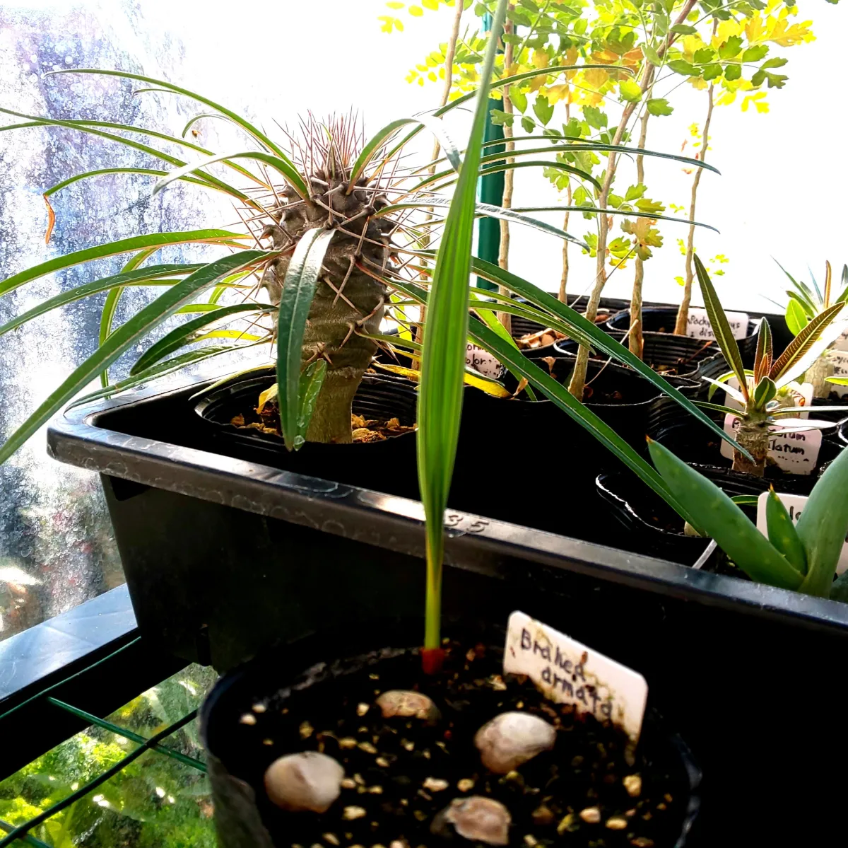 Brahea armata (ブラヘア アルマータ)