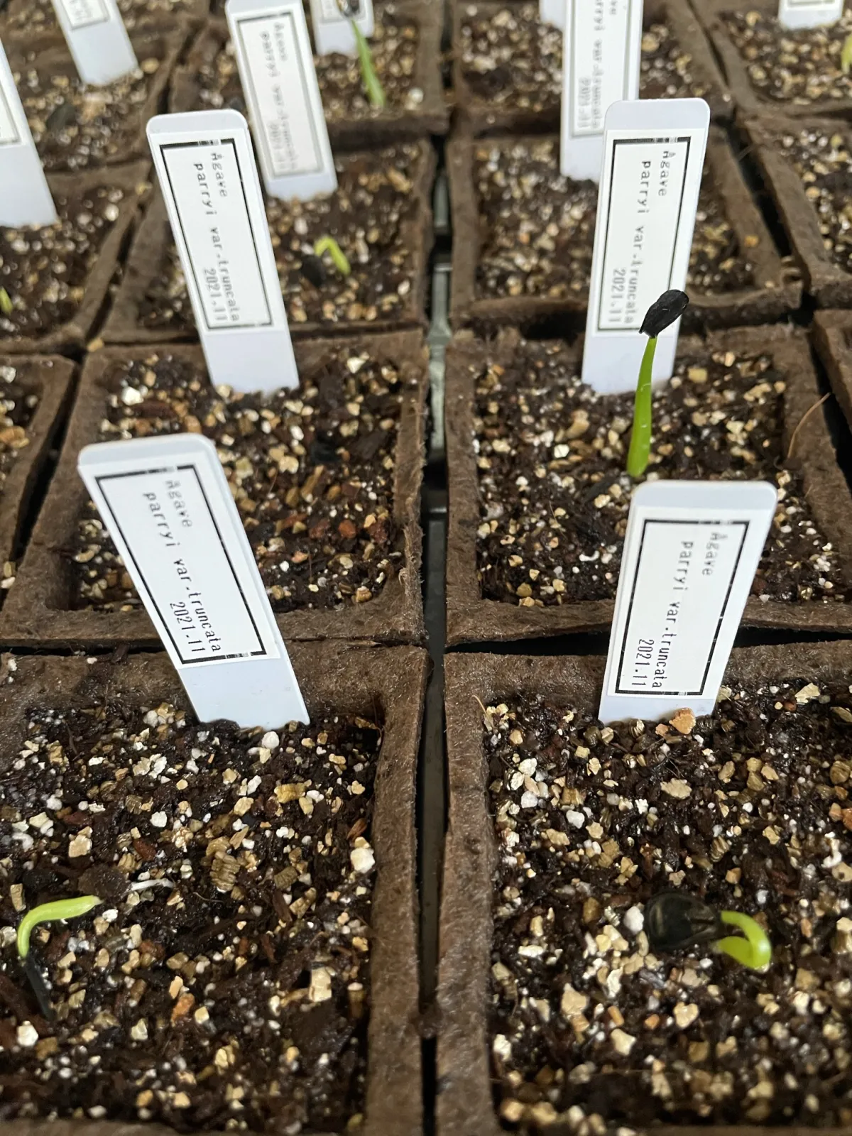 Agave parryi var. truncata (アガベ パリー トランカータ)