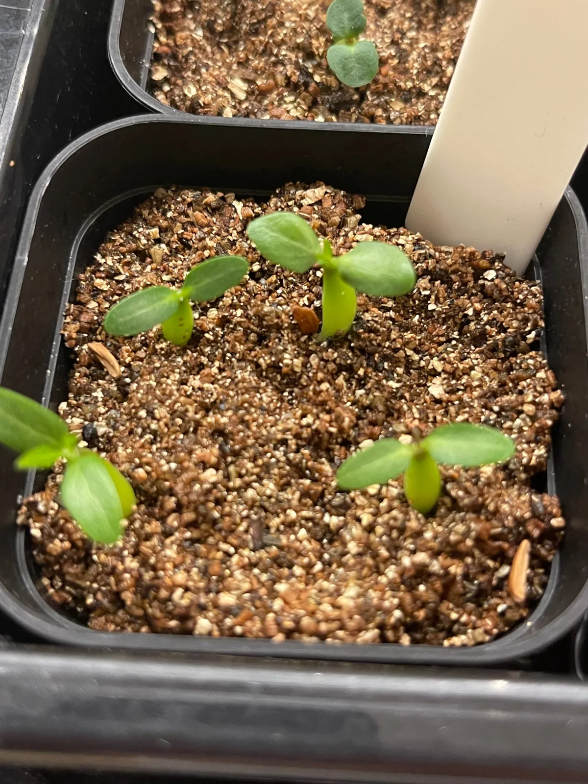 Pachypodium rosulatum subsp. makayense (パキポディウム マカイエンセ)