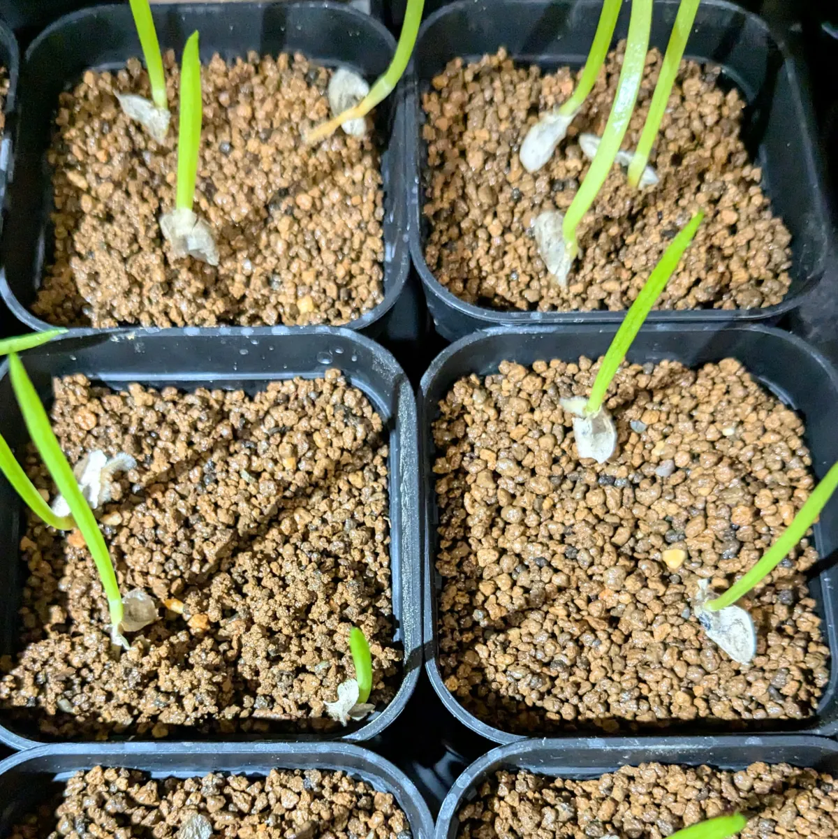 Aloe suzannae (アロエ スザンナエ)