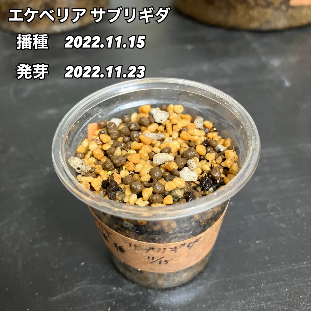 Echeveria subrigida (エケベリア サブリギダ)