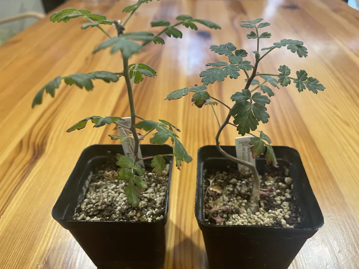 Pachycormus discolor (パキコルムス ディスカラー)