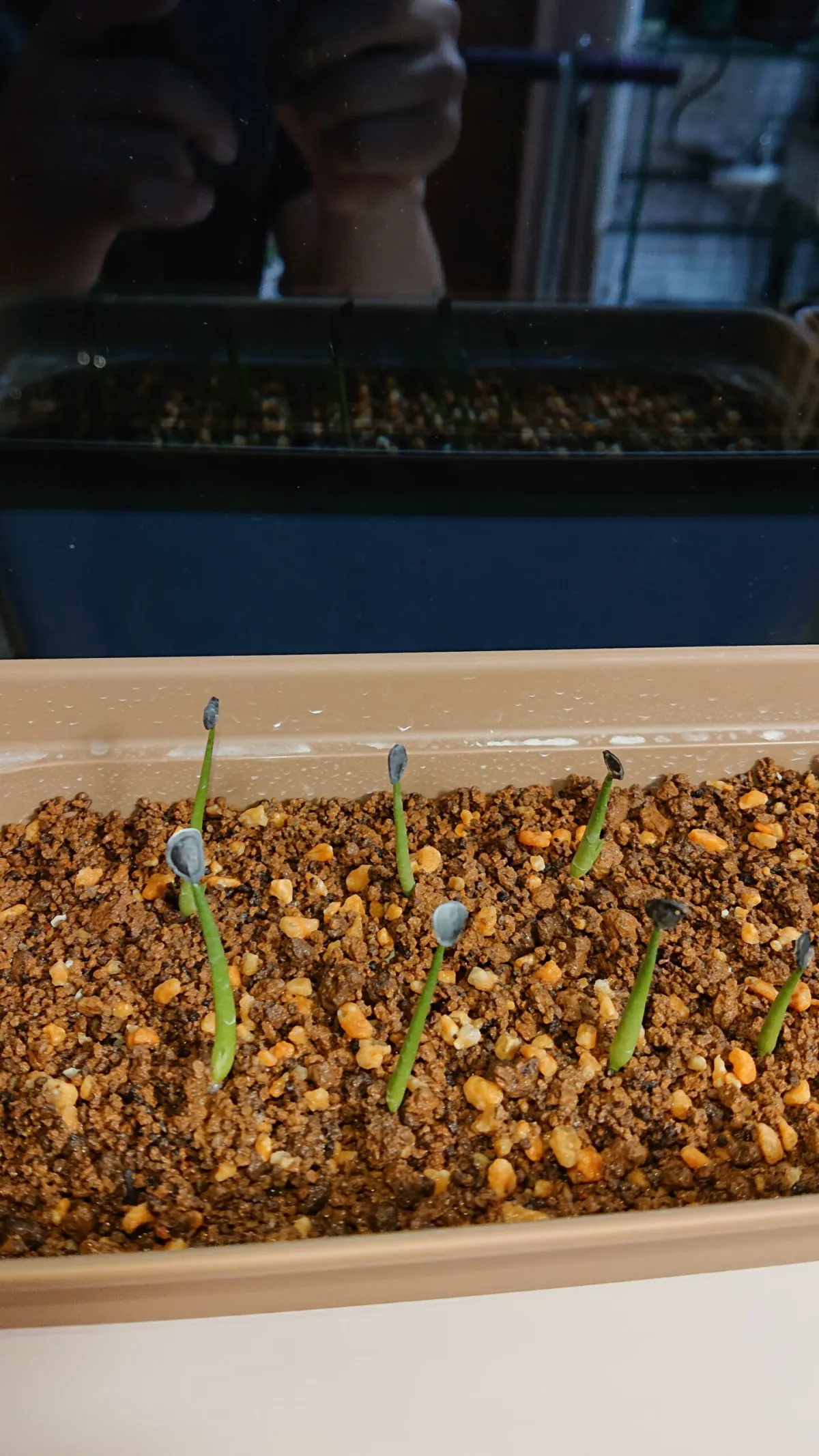 Agave montana (アガベ モンタナ)