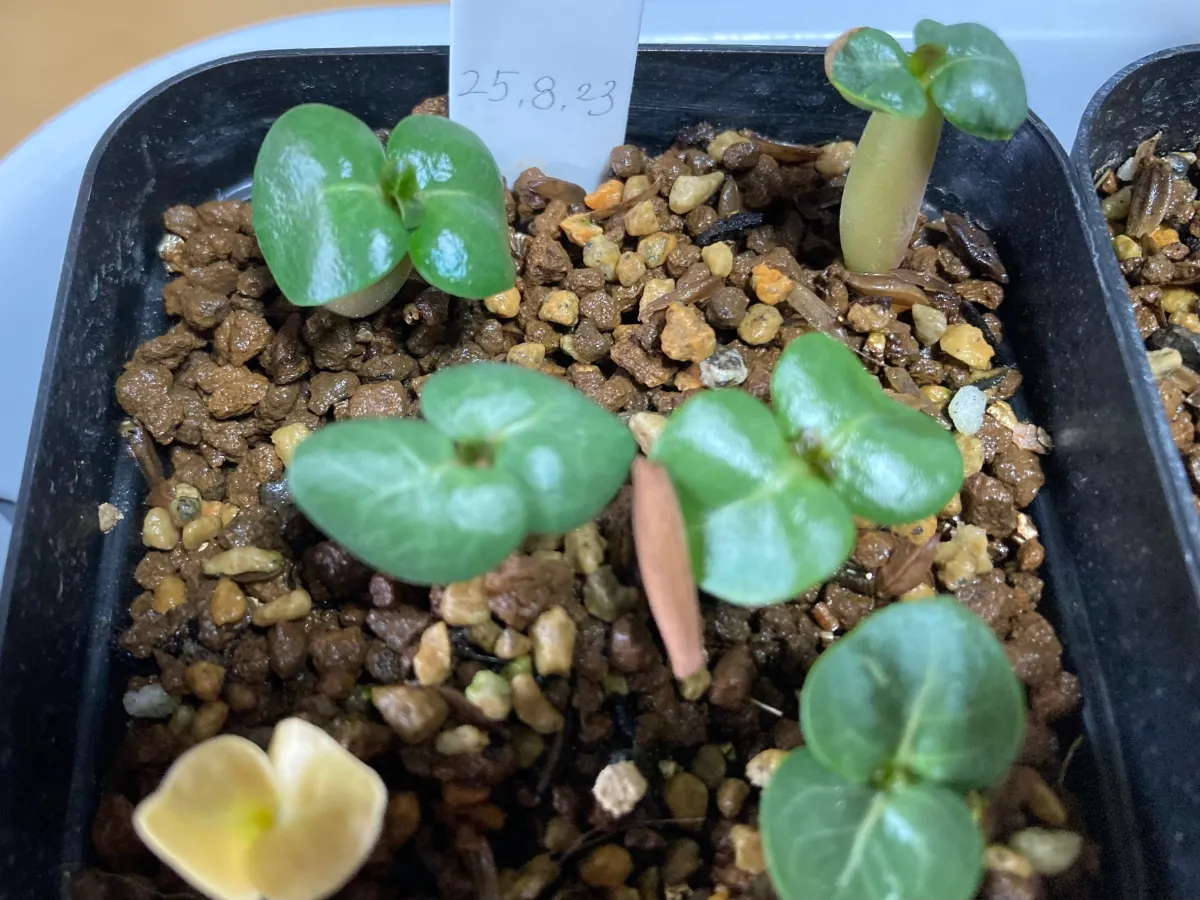 Adenium DHA SILA (アデニウム DHA SILA Adenium DHA SILA)